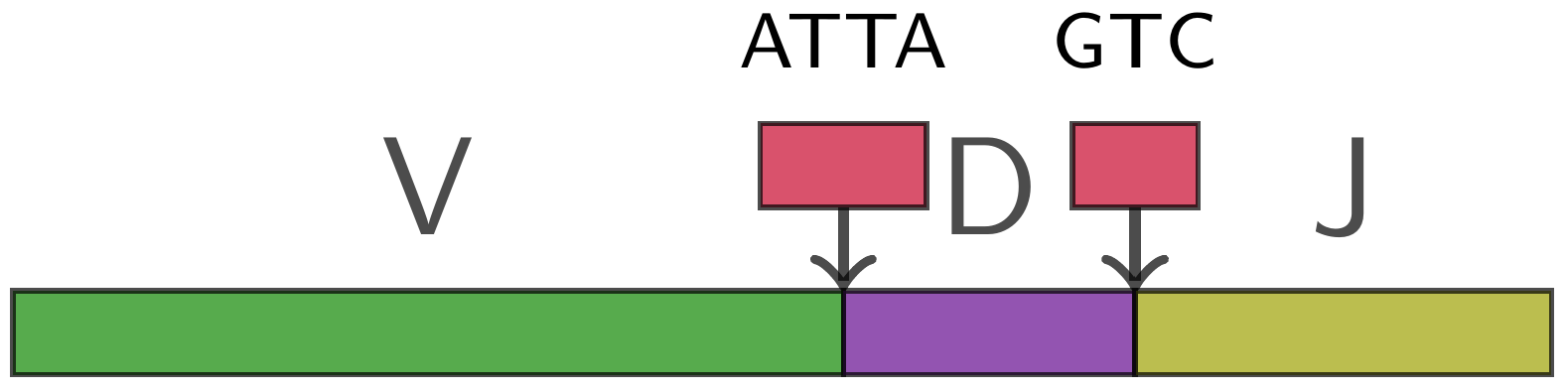 VDJ recombination